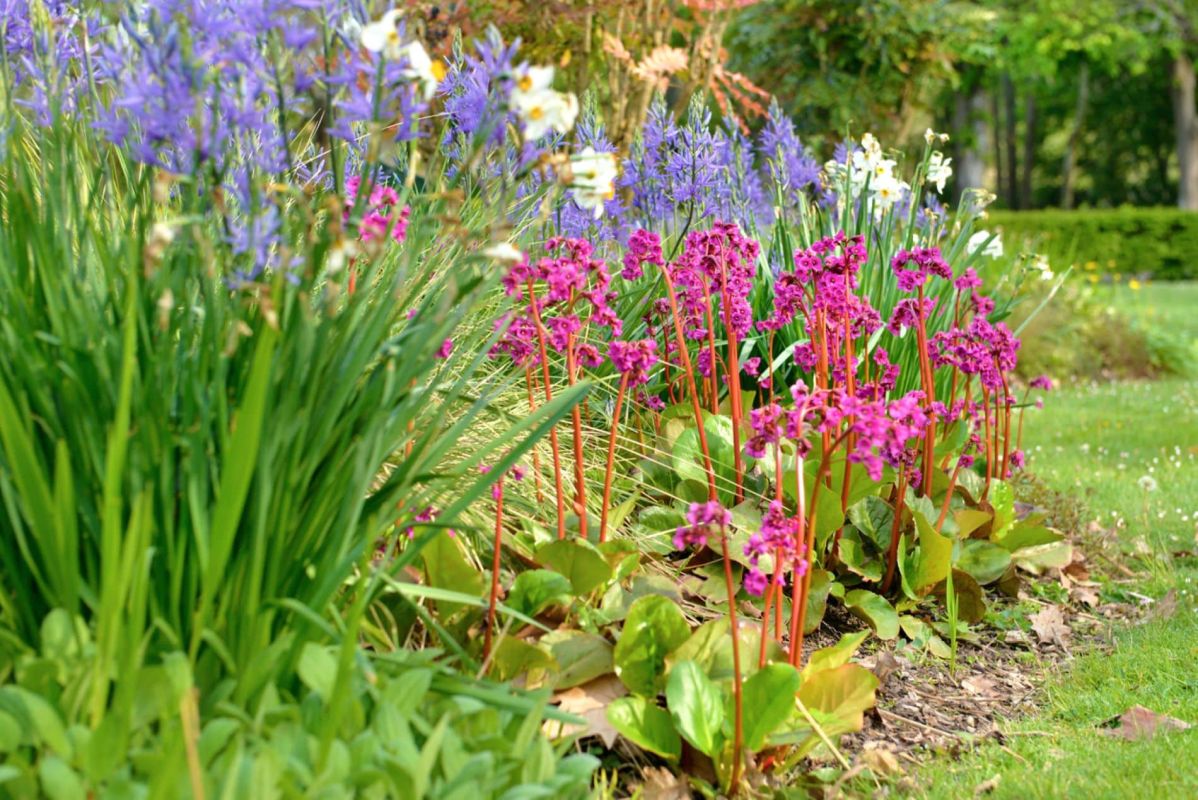 Ombre et beauté : ces 5 vivaces transforment votre jardin