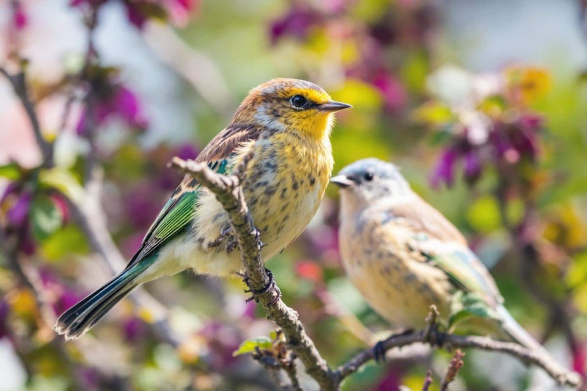 Une astuce écolo pour rafraîchir les oiseaux cet été