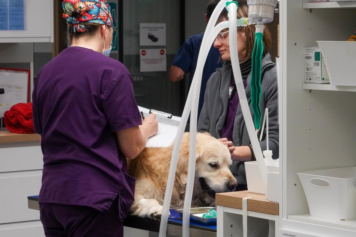 « À Bordeaux, les vétérinaires sur le front des coups de chaud pour les animaux »