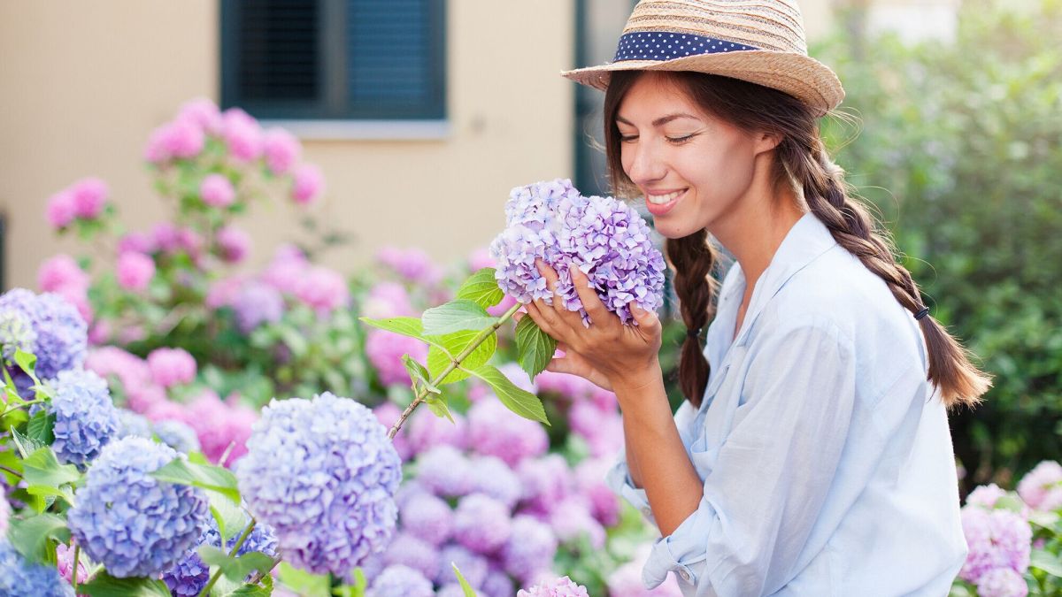Les secrets de l'automne pour sublimer vos hortensias