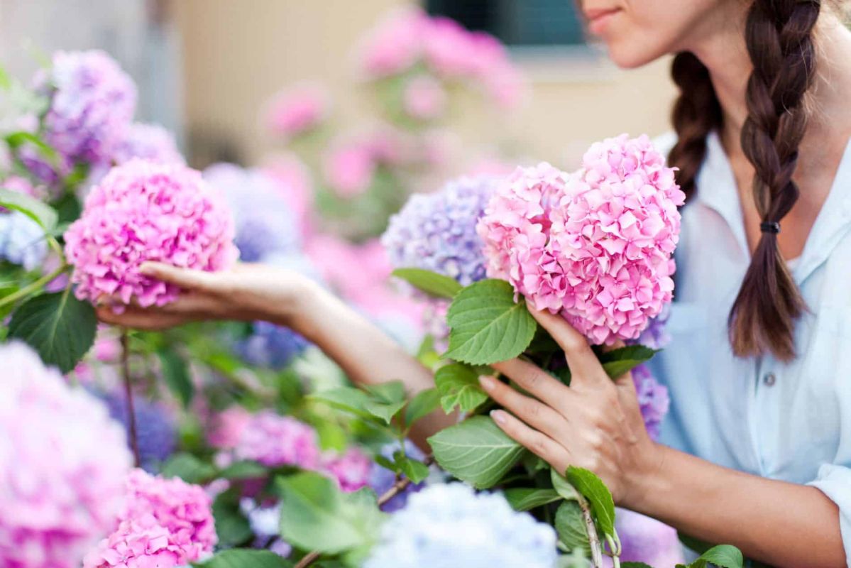 Des hortensias aux couleurs de vos rêves : un geste simple à réaliser