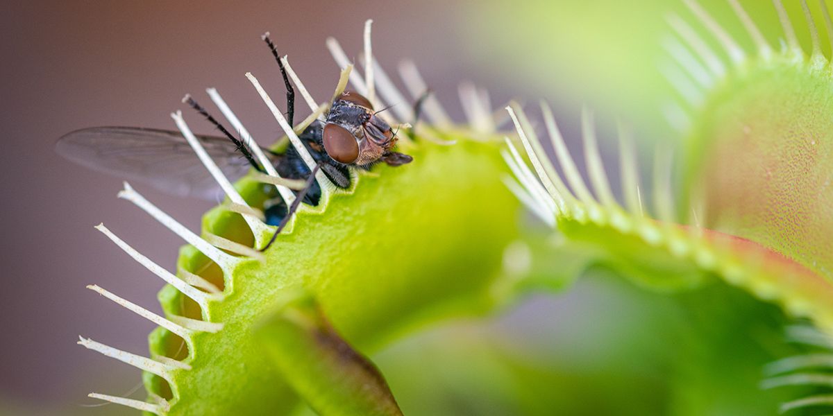 Des solutions naturelles pour dire adieu aux mouches à la maison