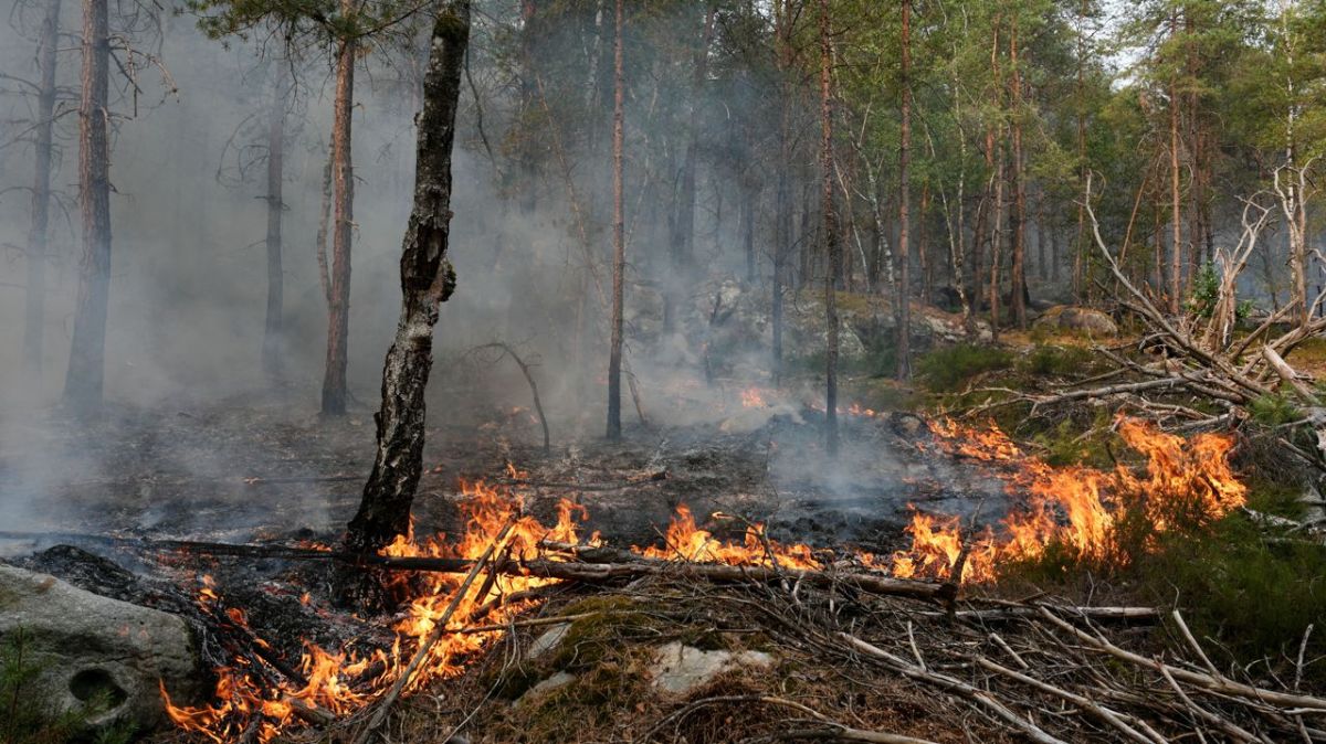 Les pompiers en action : la lutte contre les feux en forêt de Fontainebleau se poursuit