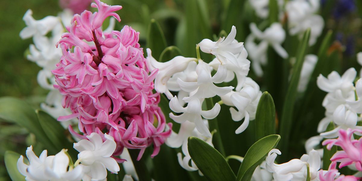 La jacinthe : un parfum de printemps à portée de main