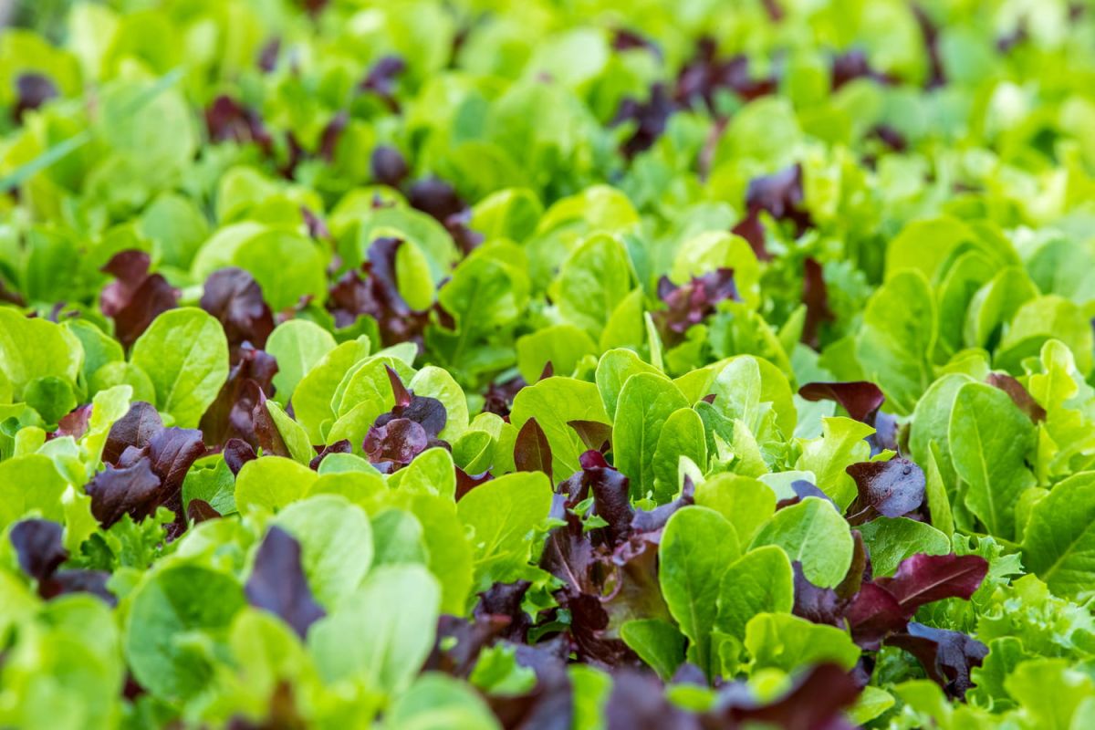 Cultiver le mesclun : guide pratique pour un potager florissant